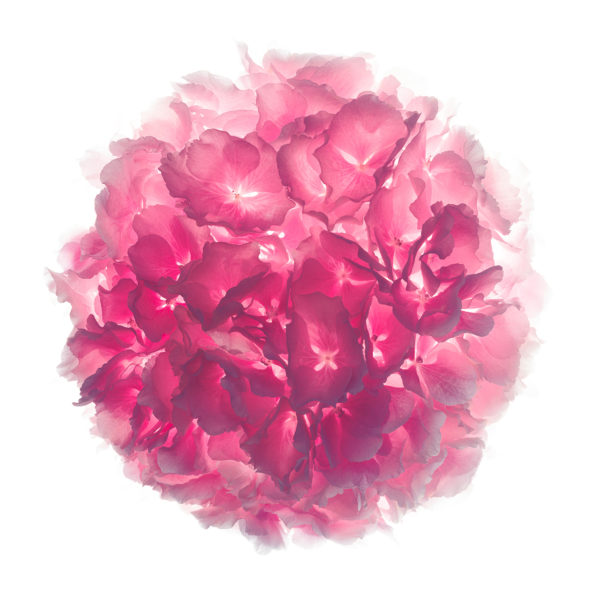 Série Florem, Contemporary Art by Luke Darko