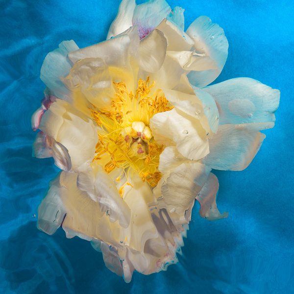 luke-darko-fleur1 Luke Darlo présenté par la Galerie Jamault