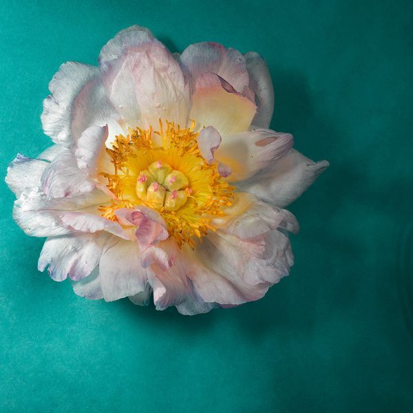 luke-darko-fleur2 Luke Darlo présenté par la Galerie Jamault